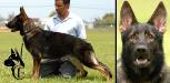 Dasko Canine Extreme