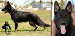 Kryptonite Canine Extreme