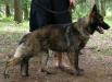 Zuma von Kleiner Feuerball