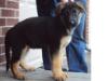 riggs vom serdyuk