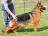 Ursus von Petworld