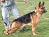 Zagor von Petworld