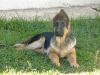 Rebroff De La Dulce Laika