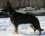 Katzenblut's Sirius Cade