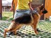 Ursul von Petworld#