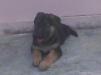 nishan's arex