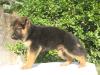 nishan's alex