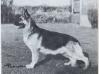 BoB CRUFTS, CH (UK) Letton Premium