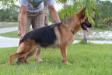 Inka von Goppy I