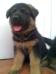 Abbot von Rassehund