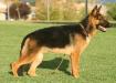 Player von Salerno