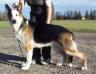 Lewcinka's Johnnie Atlas Phenom <span style="color: darkblue">QUESTION IF THIS DOG COMES FROM PUREBRED GSDs</span>