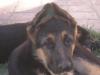 Astro Von Rassehund