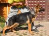 Champi von Petworld