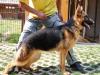 Elite von Petworld