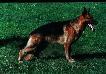 Bronco von der Wernburg