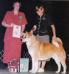 BVISS AKC/CAN CH Akiko's Foxy Ted