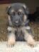 Ballack Noster Amicus