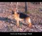 Fred vom Wolpertinger Wald