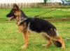 Negra Von Haus Brintrup
