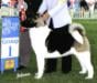 UK/AKC CH Redwitch Heaven Can Wait