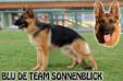 Blu De Team Sonnenblick