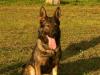 Dony Canislog 5V5/45 N I tr