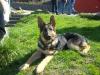 Ares vom Ebnisee