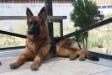 MAYA VON VETDOGS