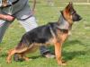 Max von Petworld