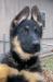 Lobo von Johnson