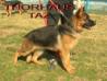 THORHAUS TAZ