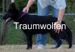 Charger von der Traumwolfen