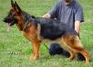 Graensen's Toby