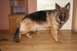 Maxi Arkadia