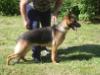  Platinumshepherd Janina