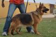 Monica Kuwait k9-team