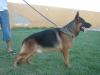 Enzo kuwait k9-team