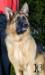Ursus Kuwait k9-team