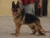 Monaliza Kuwait k9-team
