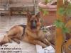 Ringo Kuwait k9-team