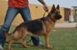 Elly Kuwait k9-team