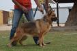 Laika Kuwait k9-team