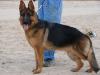 Rex Kuwait k9-team