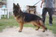 Tevez Kuwait k9-team
