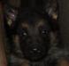 Abie von OLYMPOS