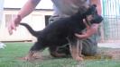 Argus Kuwait k9-team