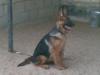 Boozer Kuwait k9-team