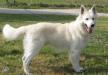 Autumn's White Spirit von den weissen Himmelhunden
