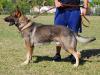 Idel Canine Extreme